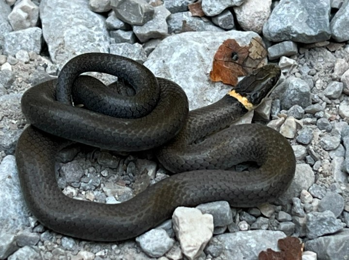Ringneck Snake